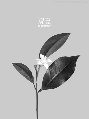 观夏苦尽橙香水 东方哲学系列柑橘木质香tosummer